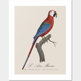 Red and Green Macaw Parrot - L' Ara Macao - Jacques Barraband 19th century Illustration Posters and Art